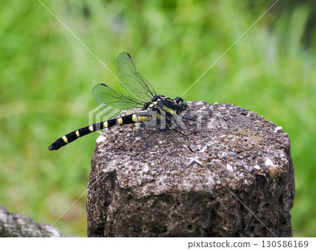 庫尼揚瑪 (Koonyanma) 棲息在木樁上 130586169