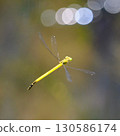 一隻蜻蜓在水邊飛翔 130586174