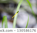 一隻蜻蜓在水邊飛翔 130586176