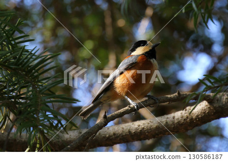 A varied tit resting among the greenery 130586187