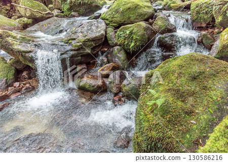 Yakushima Offshore Alpine Forest (Spring): A mossy valley where gods reside 130586216