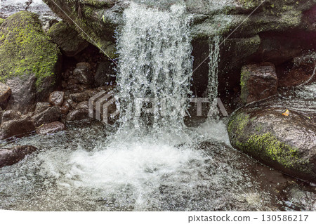 Yakushima Offshore Alpine Forest (Spring): A mossy valley where gods reside 130586217