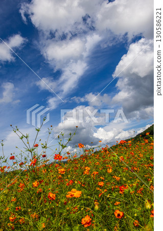 秋季代表花大波斯菊的風景 130586221
