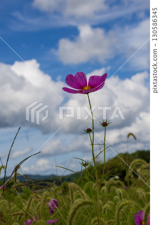 Scenery with cosmos, the representative flower of autumn 130586345