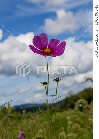 Scenery with cosmos, the representative flower of autumn 130586346