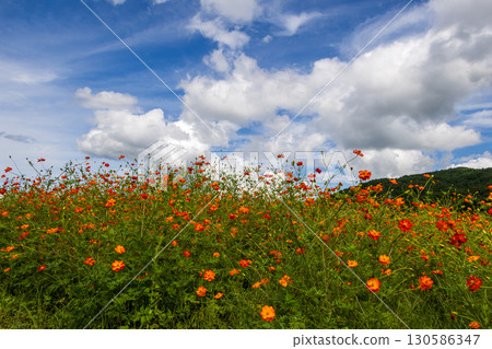 秋季代表花大波斯菊的風景 130586347