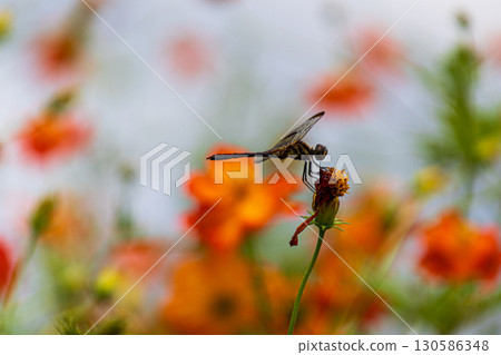 秋季代表花大波斯菊的風景 秋季代表花大波斯菊的風景 130586348