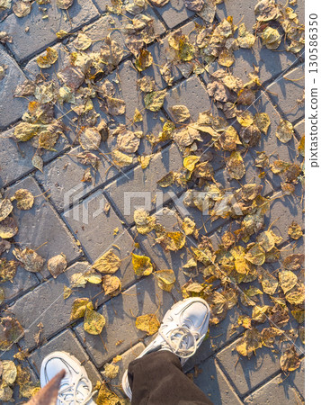 Autumn carpet of yellowed leaves on sidewalk with steps 130586350