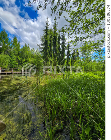 Tranquil Forest Lake Springtime Natural Calm 130586374
