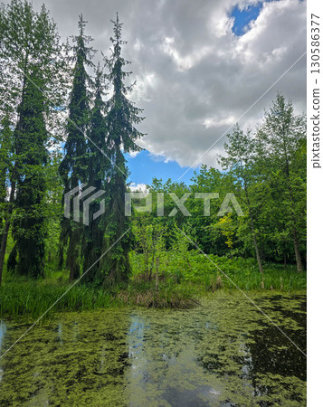 Tranquil Forest Lake Springtime Natural Calm Tranquil Forest Lake Springtime Natural Calm 130586377