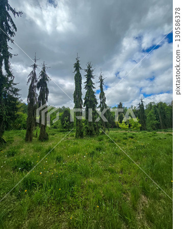 Spring Transition From Forest to Park Spring Transition From Forest to Park 130586378