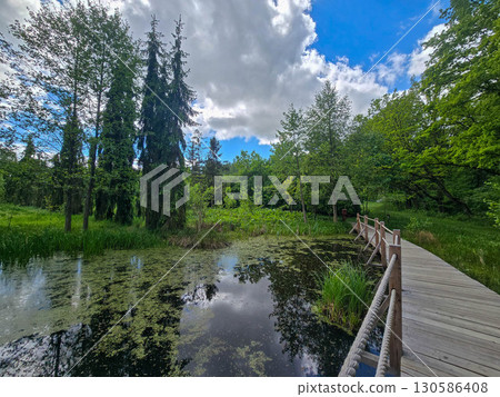 Wooden Walkway by the Forest Pond 130586408