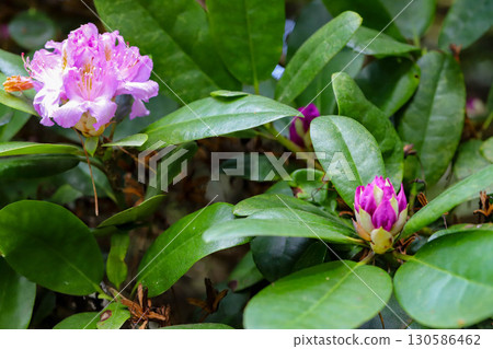 uxurious Botanical Garden Flowers Natural Light Macro Photography uxurious Botanical Garden Flowers Natural Light Macro Photography 130586462