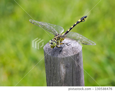 A fan-winged dragonfly perched on a post 130586476
