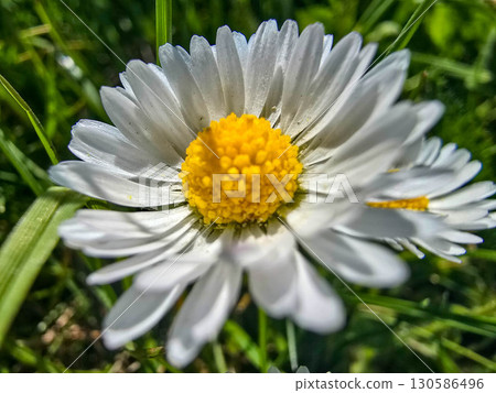 Spring Wildflowers in Bloom blooming field Spring Wildflowers in Bloom blooming field 130586496