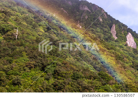 Rainbow and fresh greenery, Shiratani Unsuikyo Gorge, Yakushima (Spring) 130586507