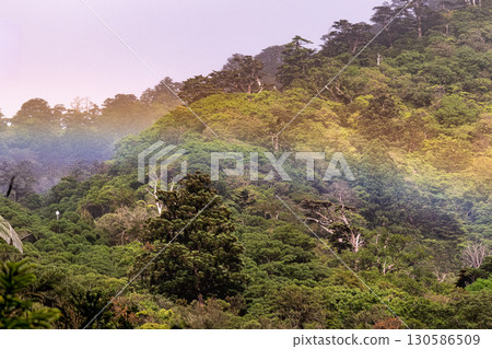 Rainbow and fresh greenery, Shiratani Unsuikyo Gorge, Yakushima (Spring) 130586509