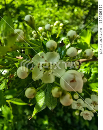 Spring Blooming Trees in Sunny Park 130586512