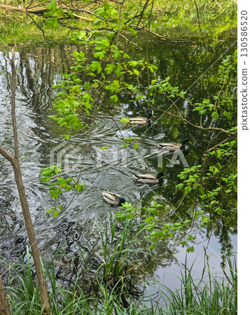 Ducks Swimming Peacefully on the Water 130586520