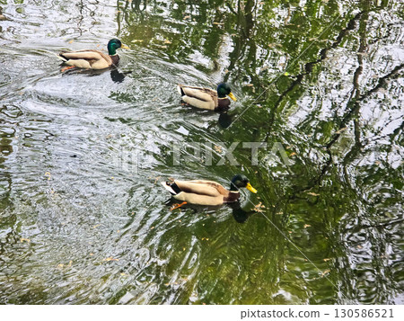 Ducks Swimming Peacefully on the Water 130586521