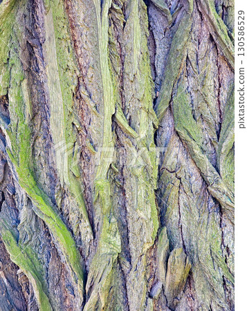 Tree Bark Texture in Natural Light 130586529