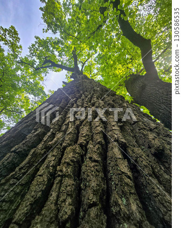 Tree Bark Texture in Natural Light Tree Bark Texture in Natural Light 130586535