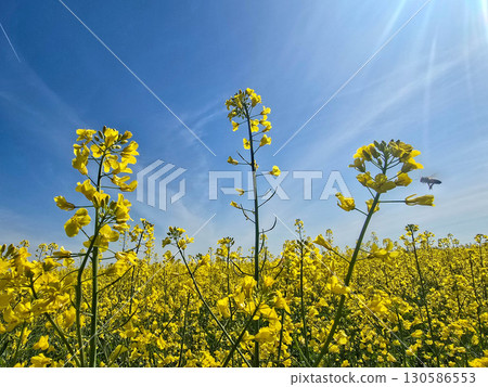 View of a Blooming Rapeseed Field View of a Blooming Rapeseed Field 130586553