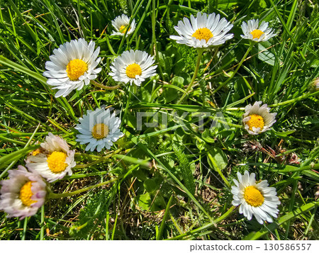 Spring Wildflowers in Bloom blooming field Spring Wildflowers in Bloom blooming field 130586557