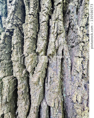 Tree Bark Texture in Natural Light Tree Bark Texture in Natural Light 130586573