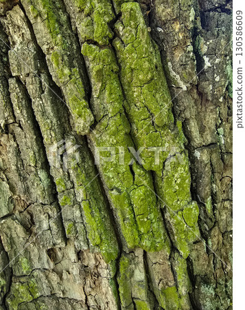 Tree Bark Texture in Natural Light Tree Bark Texture in Natural Light 130586609