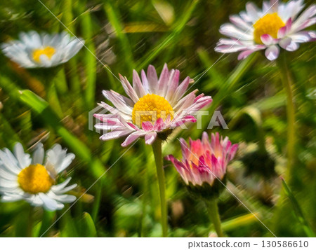 Spring Wildflowers in Bloom blooming field 130586610