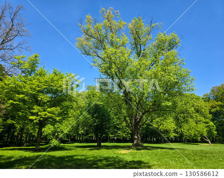Scenic View of a City Park in Spring 130586612