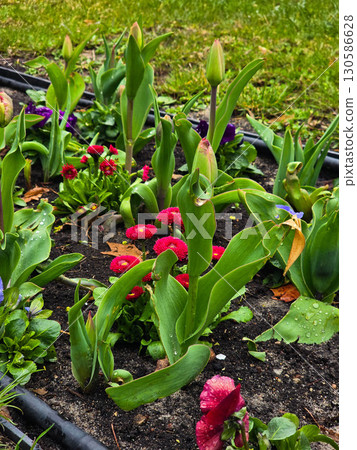 Beautiful Blooming Flowers in Garden Bed Beautiful Blooming Flowers in Garden Bed 130586628
