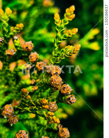 Green Thuja Tree Close Up Green Thuja Tree Close Up 130586637