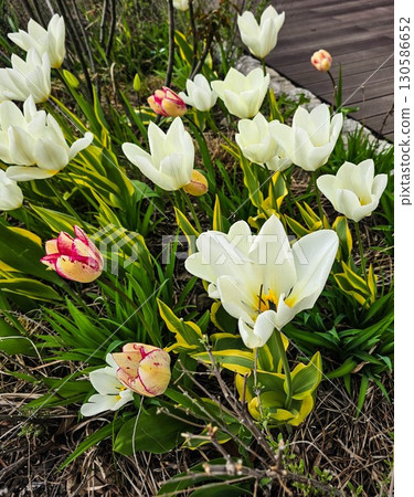 Beautiful Blooming Flowers in Garden Bed Beautiful Blooming Flowers in Garden Bed 130586652