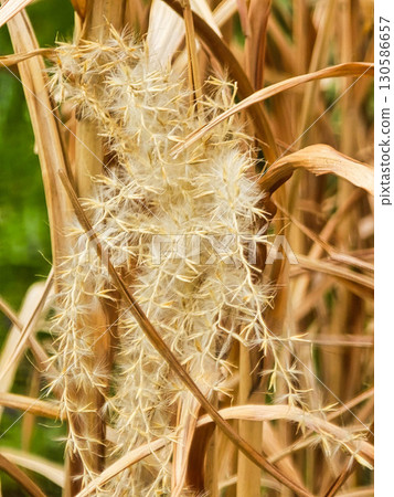 Golden Reed with Feathery Spikelets Against Sunset Natural Rustic Background Golden Reed with Feathery Spikelets Against Sunset Natural Rustic Background 130586657