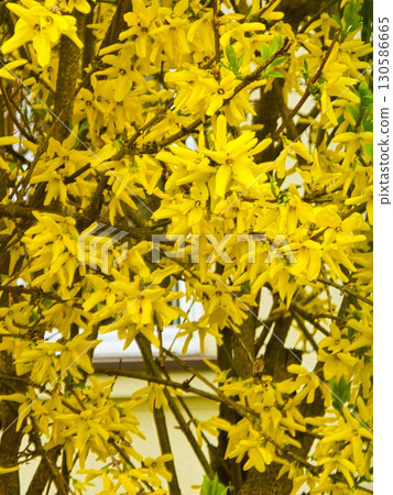 Bright Yellow Forsythia Flowers on Solid Yellow Background Spring Floral Pattern 130586665