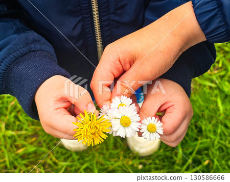 Child Holding Dandelions Summer Nature Concept 130586666