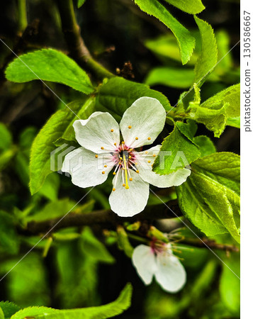 Fresh Spring Flowers on Green Background Floral Nature Concept Fresh Spring Flowers on Green Background Floral Nature Concept 130586667