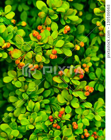 Green Foliage Natural Background Green Nature Backgrounds Green Foliage Natural Background Green Nature Backgrounds 130586668