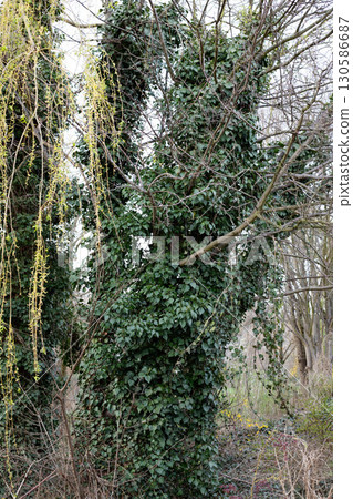 Mystical Sunlit Forest Path Enchanted Woodland Atmosphere 130586687