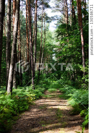 Mystical Sunlit Forest Path Enchanted Woodland Atmosphere 130586711