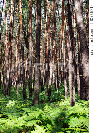 Mystical Sunlit Forest Path Enchanted Woodland Atmosphere Mystical Sunlit Forest Path Enchanted Woodland Atmosphere 130586712