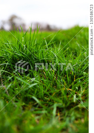Lush Green Grass Blurred Background Summer Nature Texture 130586723
