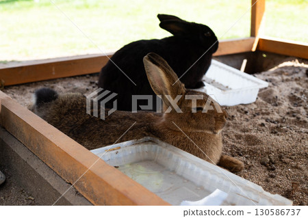 Cute Fluffy Rabbit in Natural Setting Adorable Animal Portrait Cute Fluffy Rabbit in Natural Setting Adorable Animal Portrait 130586737