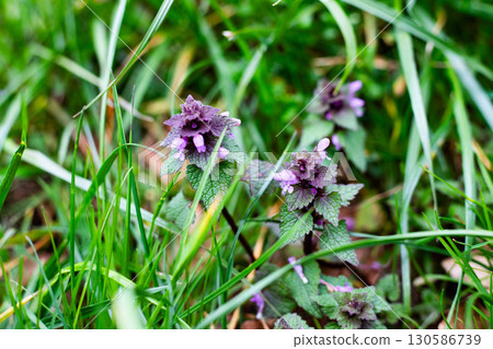 Lush Green Grass Blurred Background Summer Nature Texture 130586739