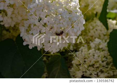 Pure White Hydrangea Blooms Elegant Floral Cluster on Blurred Green Background 130586742