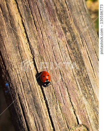 Macro of Red Ladybug on Green Leaf, Close Up Nature Detail 130586773