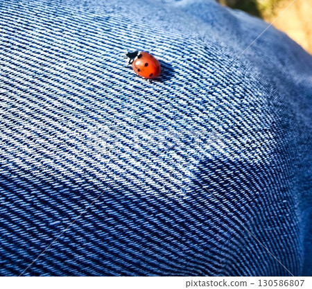 Macro of Red Ladybug on Green Leaf, Close Up Nature Detail Macro of Red Ladybug on Green Leaf, Close Up Nature Detail 130586807