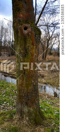 Textured Tree Trunk Close Up Natural Wood Patterns in Forest 130586885